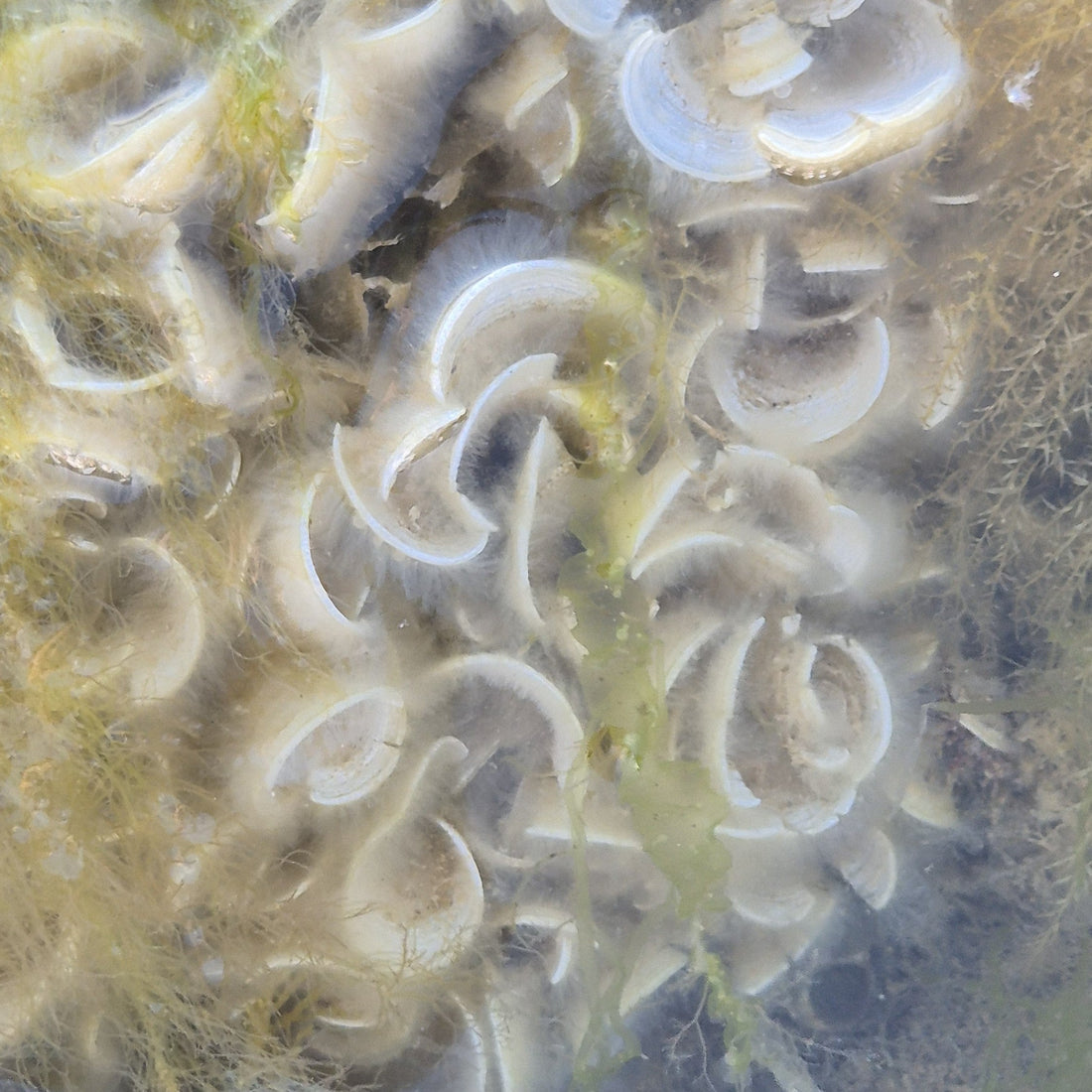 Discovering the rare Padina pavonica (Peacock’s Tail)