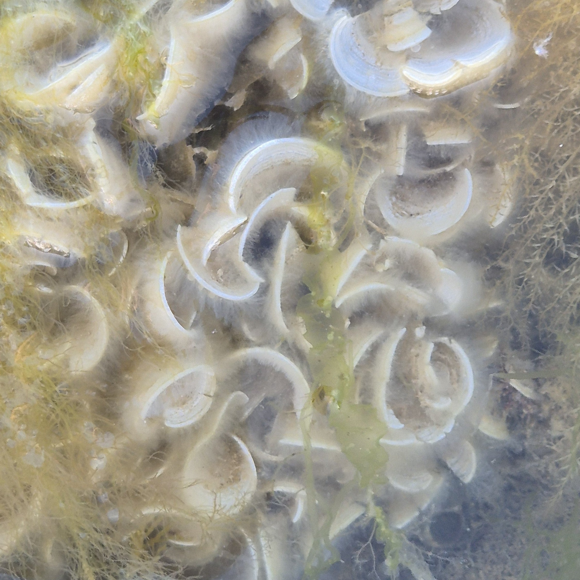 Discovering the rare Padina pavonica (Peacock’s Tail)