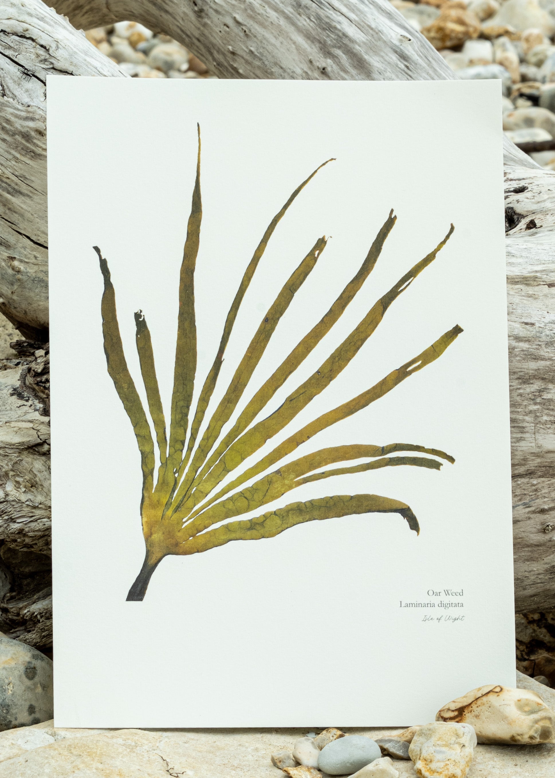 Prints