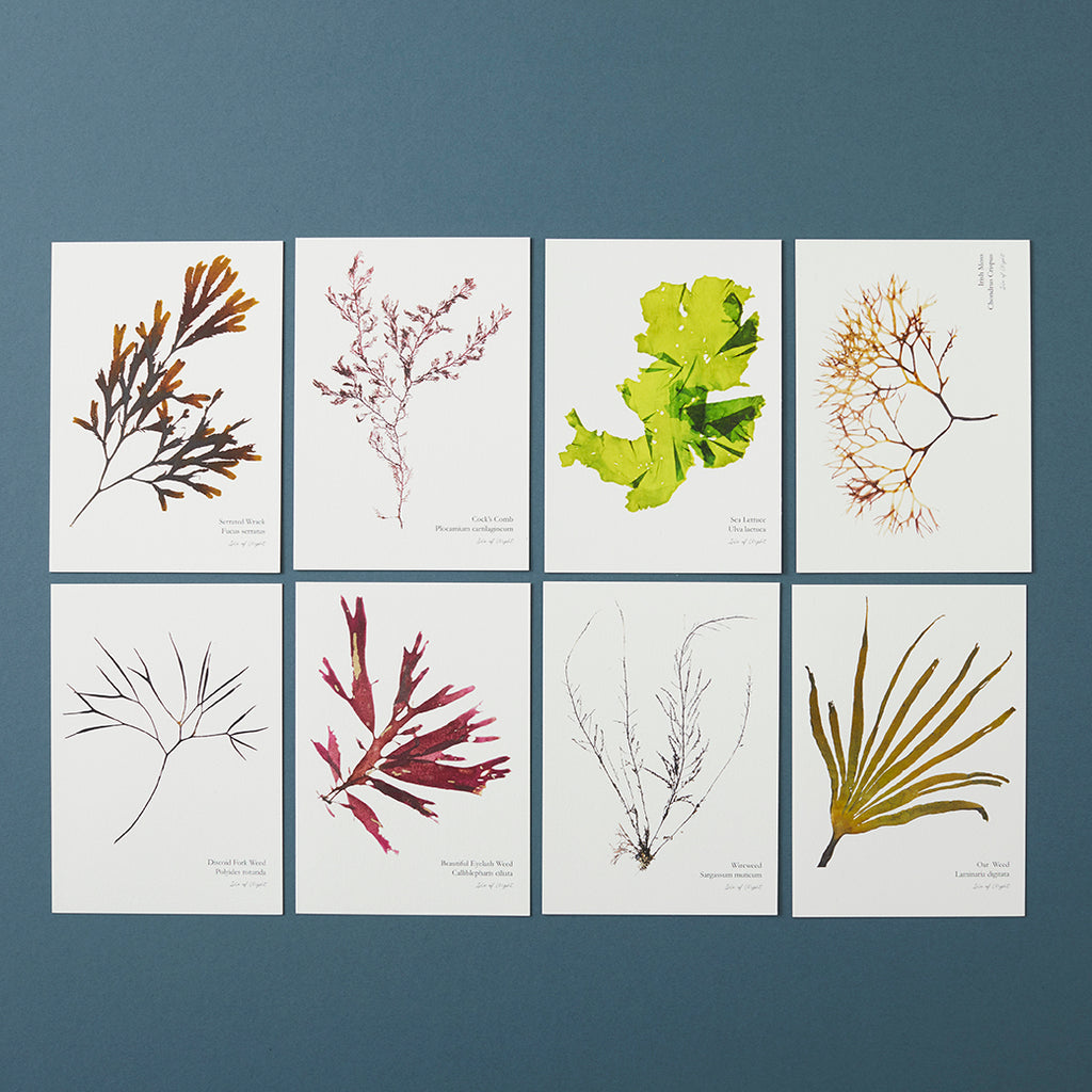 Set of 8 Mini Fine Art Seaweed Prints