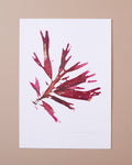 Seaweed Poster - Beautiful Eyelash Weed