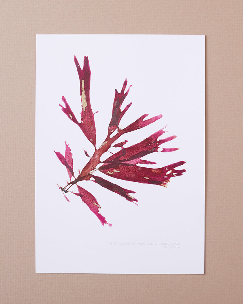 Seaweed Poster - Beautiful Eyelash Weed