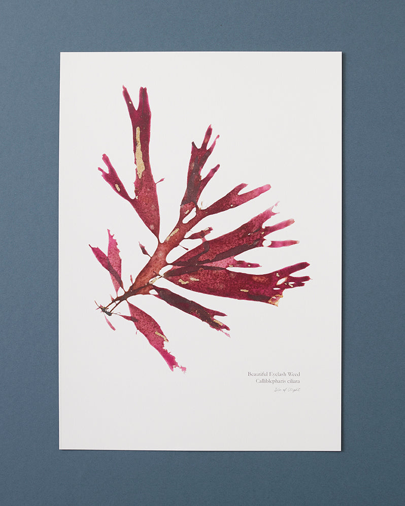 Seaweed Print - Beautiful Eyelash Weed