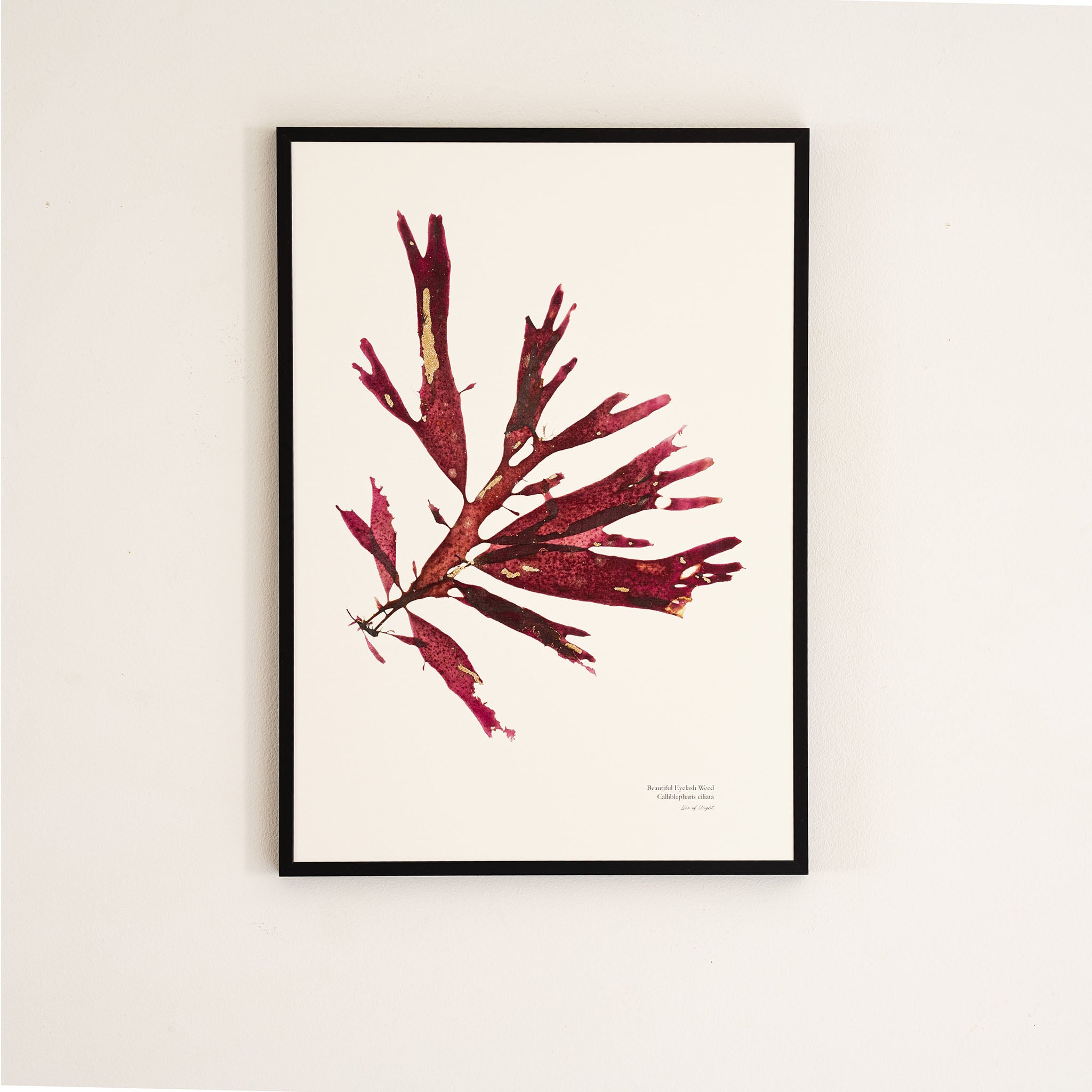 Seaweed Print - Beautiful Eyelash Weed