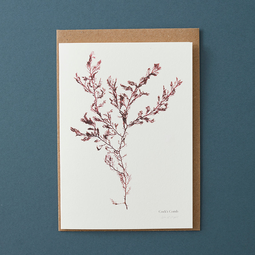 Greeting Card - Cock's Comb