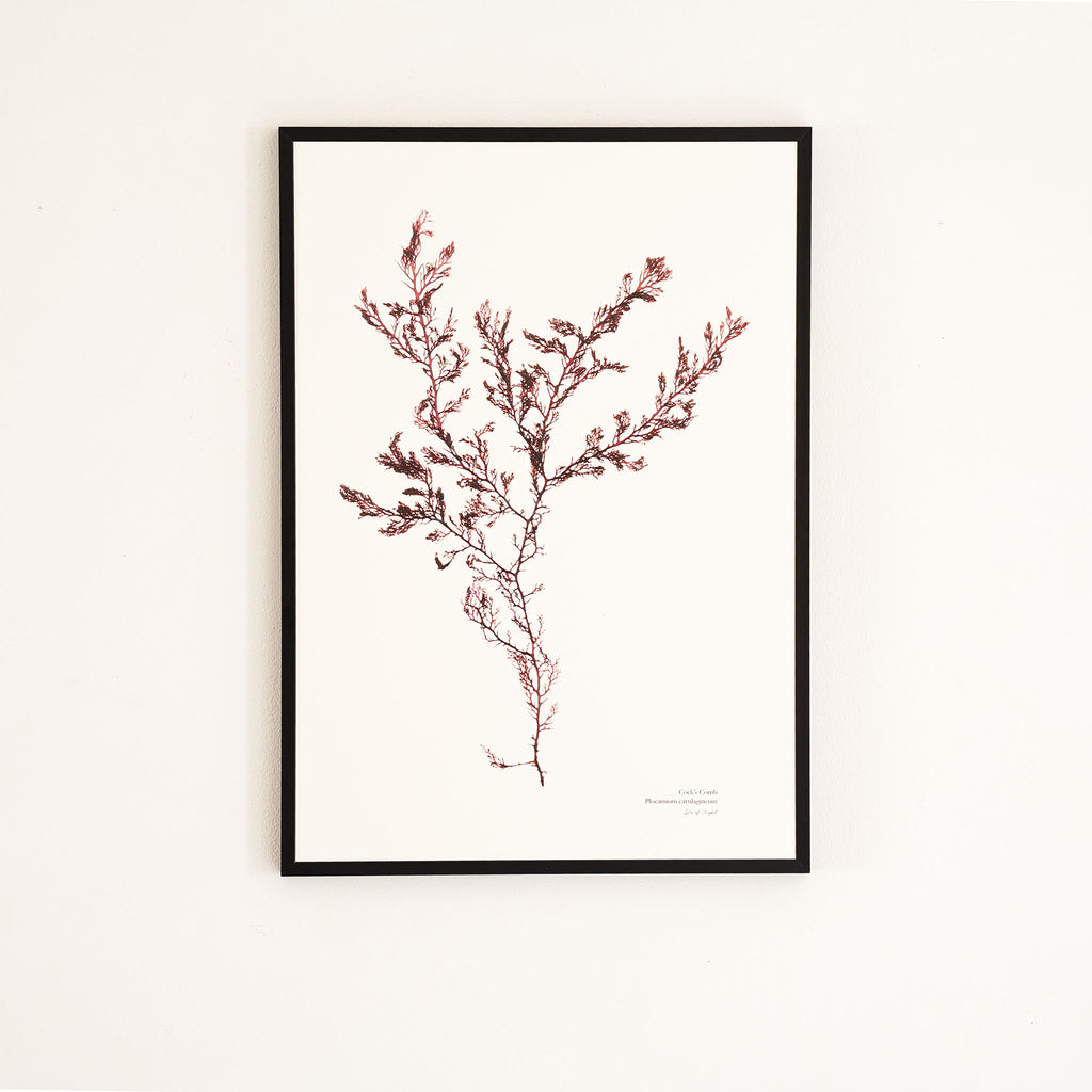 Seaweed Print - Cock's Comb