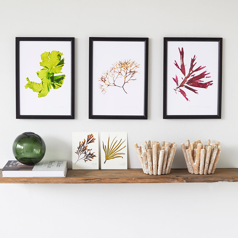 Seaweed Poster - Sea Lettuce