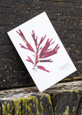 Set of 8 Mini Fine Art Seaweed Prints