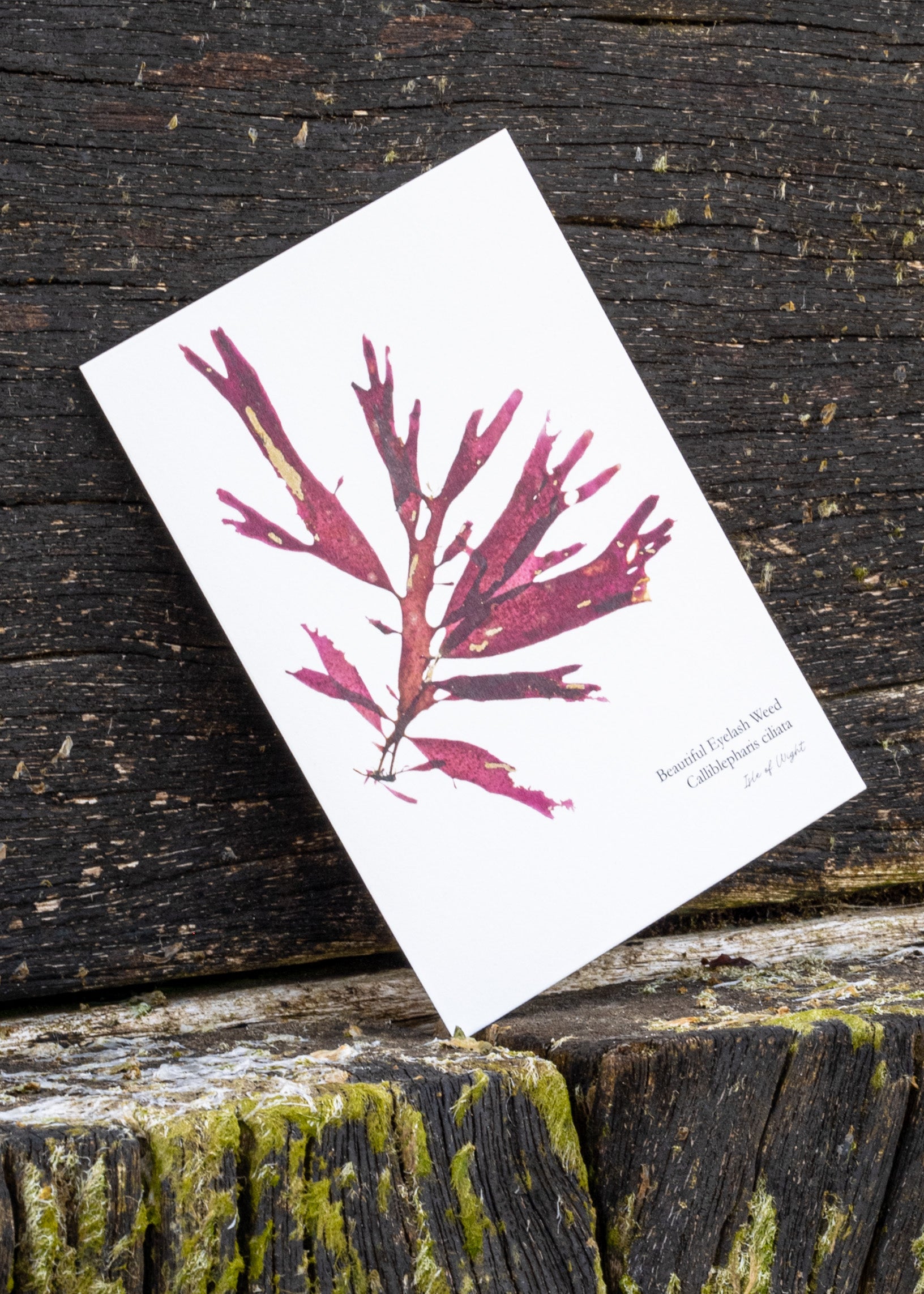Set of 8 Mini Fine Art Seaweed Prints