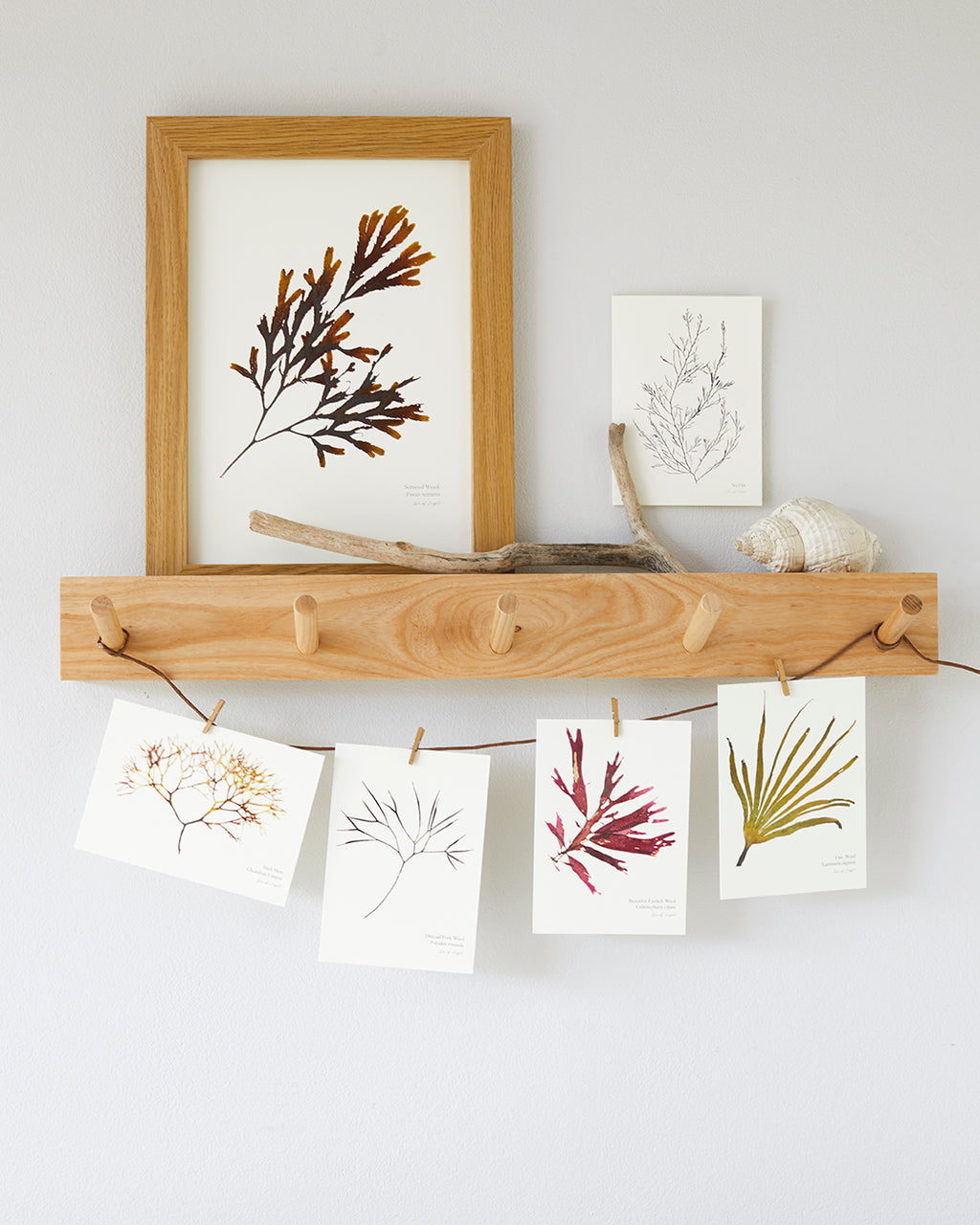 Set of 8 Mini Fine Art Seaweed Prints