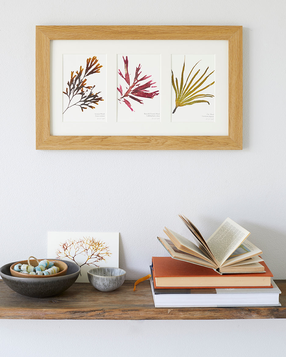 Set of 8 Mini Fine Art Seaweed Prints