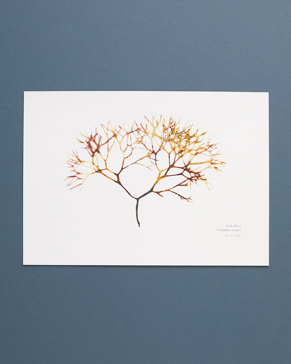 Seaweed Print - Irish Moss