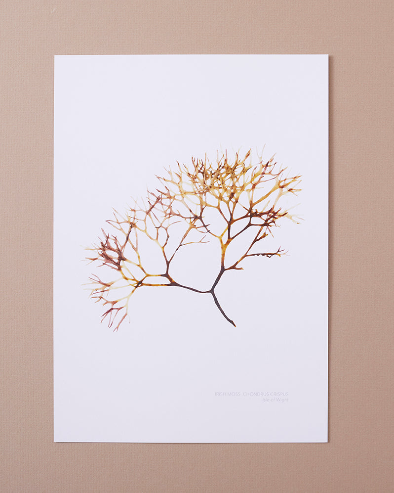 Seaweed Poster - Irish Moss