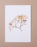 Seaweed Poster - Irish Moss