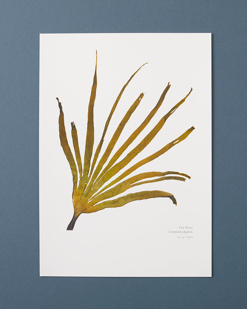 Seaweed Print - Oar Weed