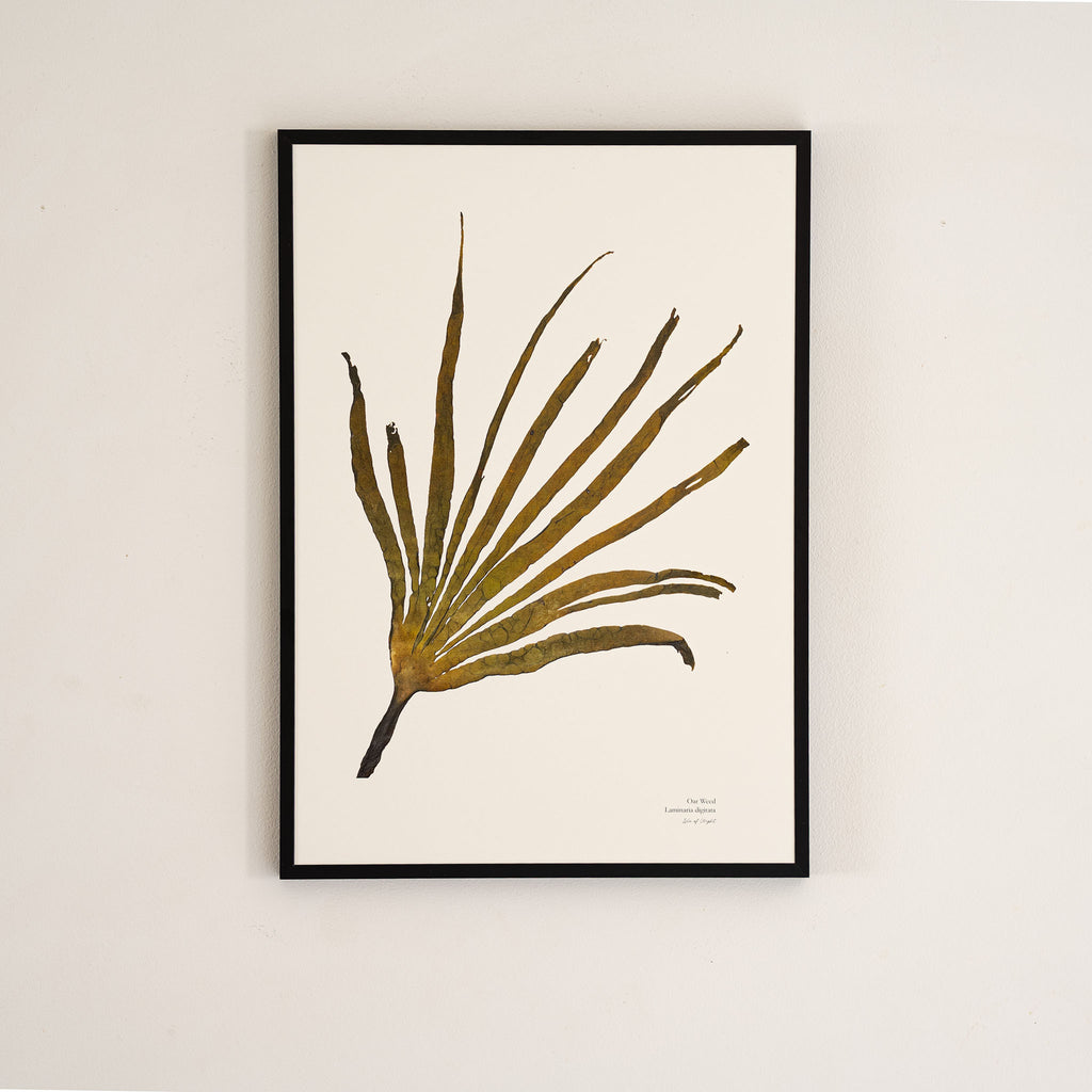 Seaweed Print - Oar Weed