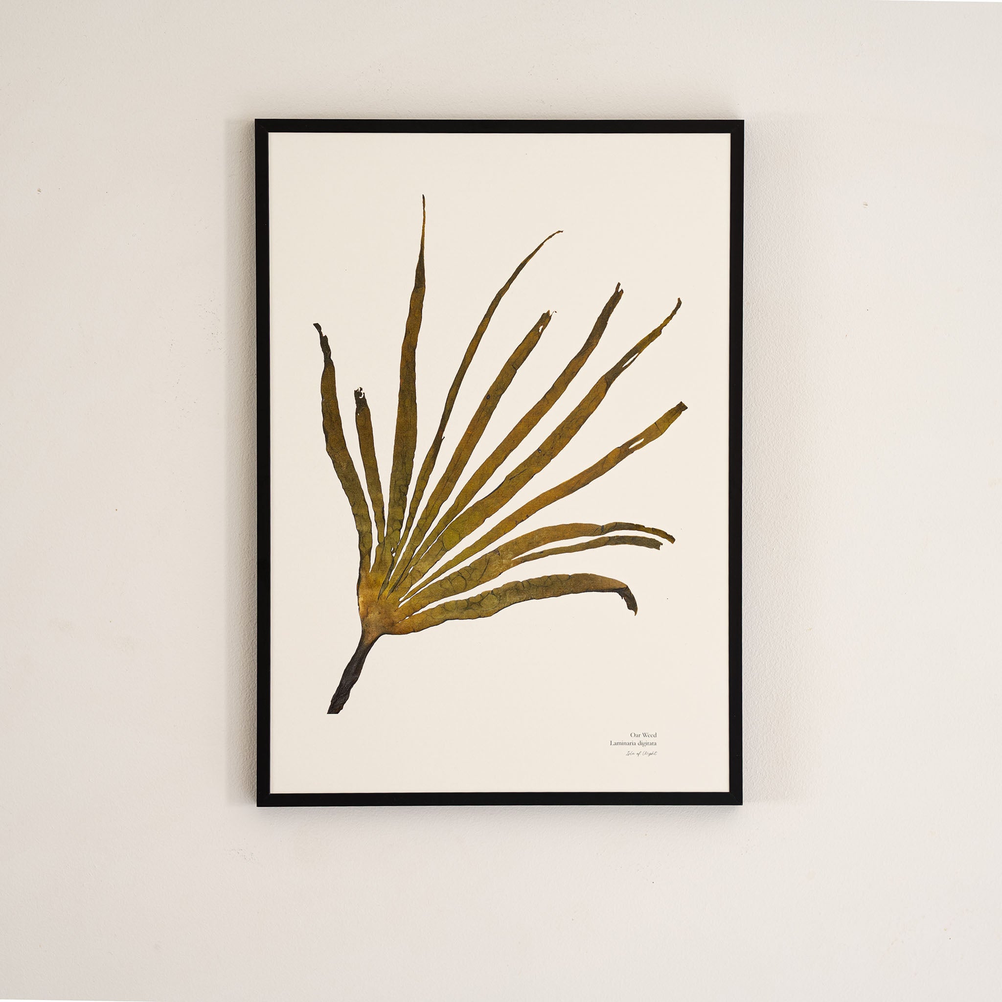 Seaweed Print - Oar Weed