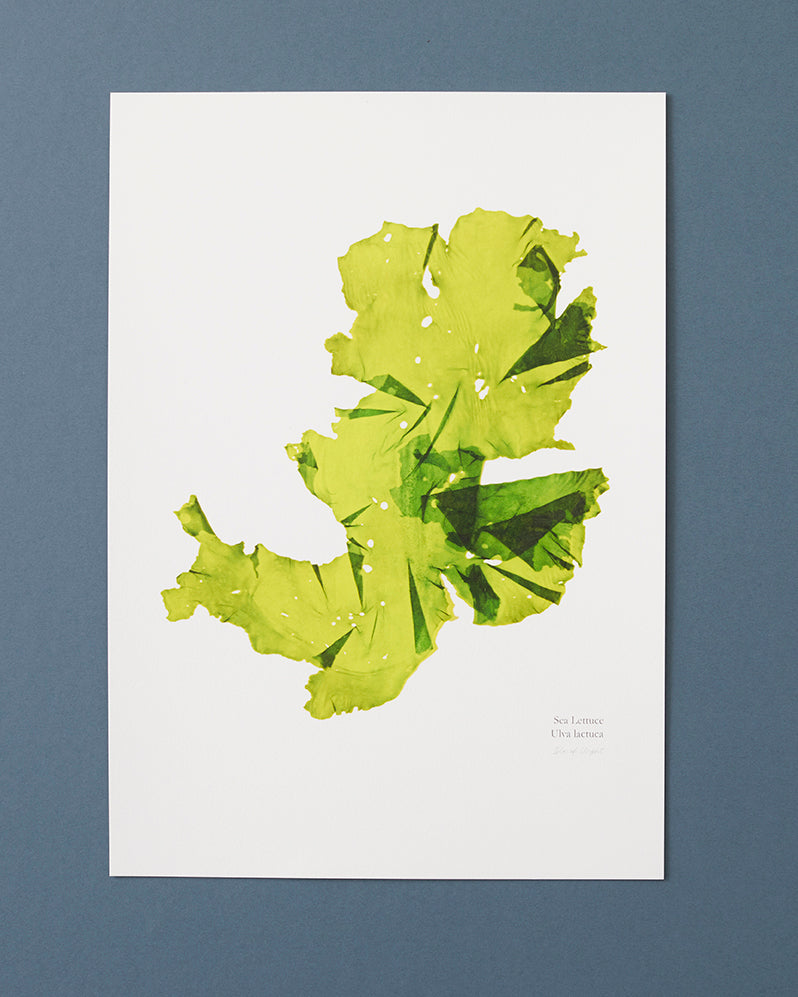 Seaweed Print - Sea Lettuce