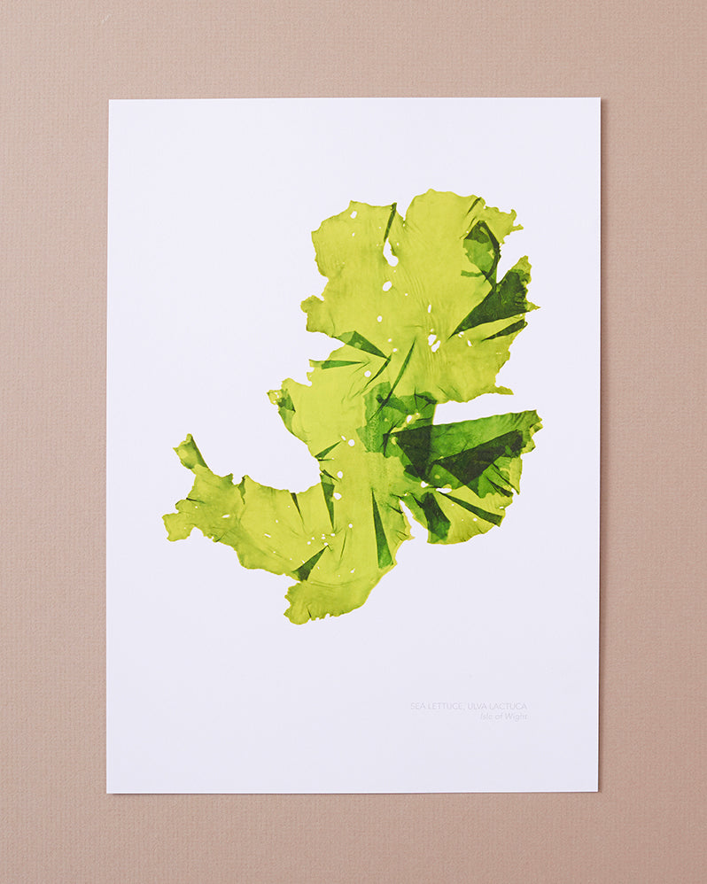 Seaweed Poster - Sea Lettuce