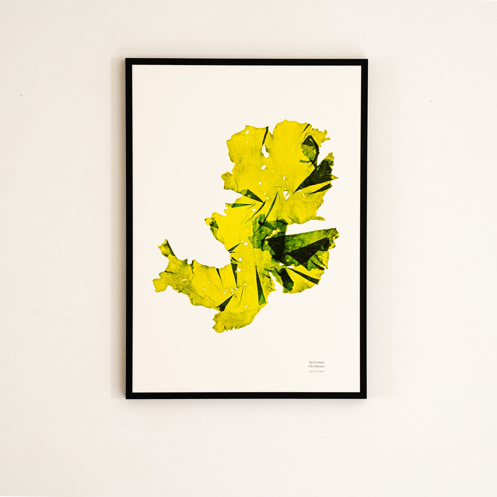 Seaweed Print - Sea Lettuce