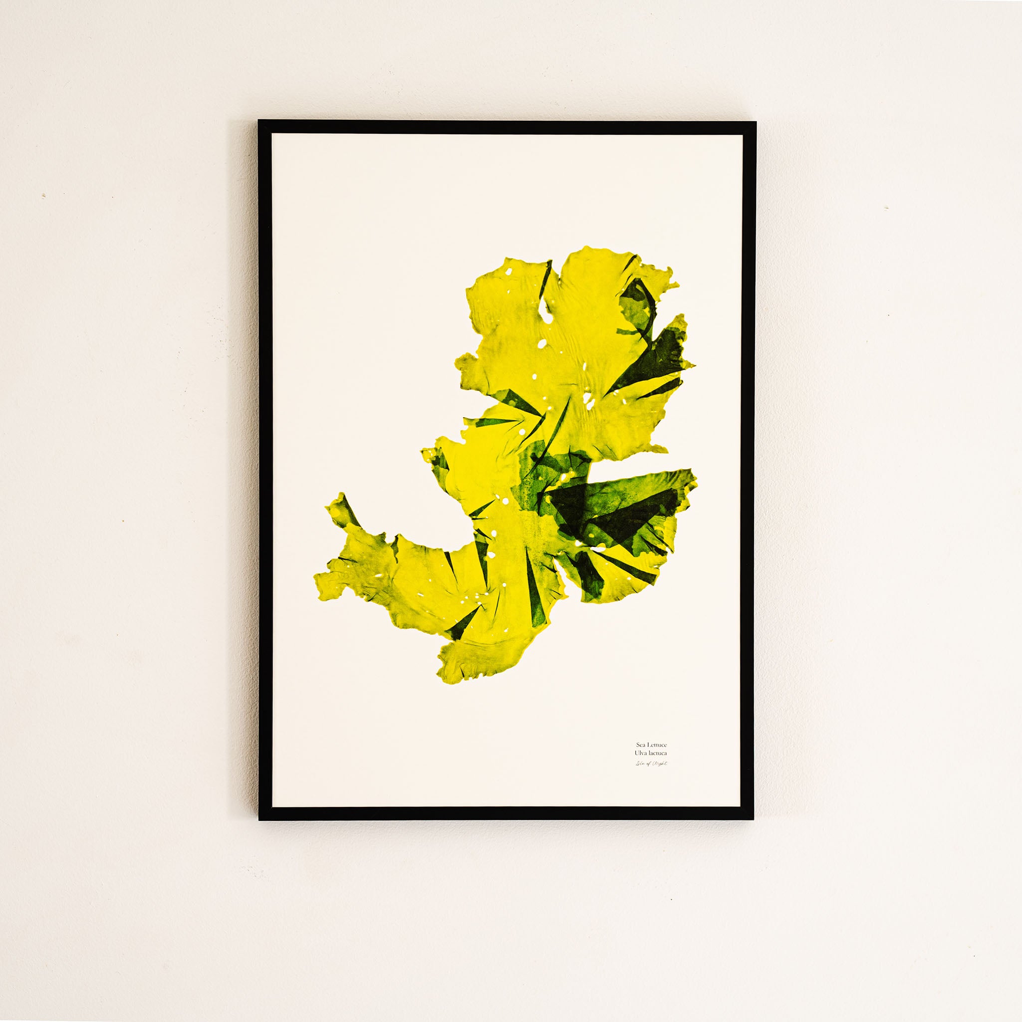 Seaweed Print - Sea Lettuce