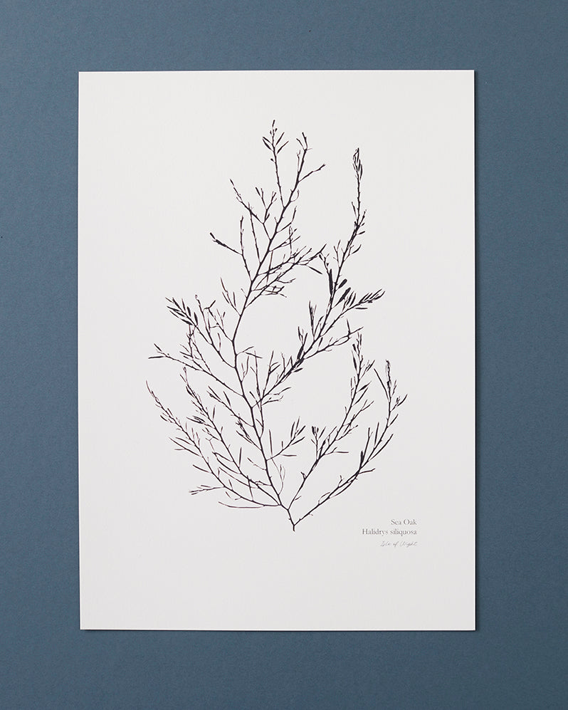 Seaweed Print - Sea Oak