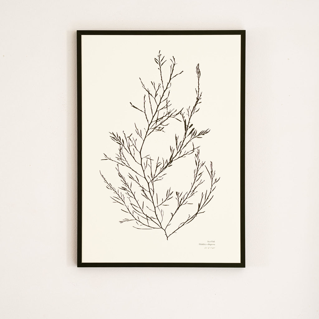 Seaweed Print - Sea Oak