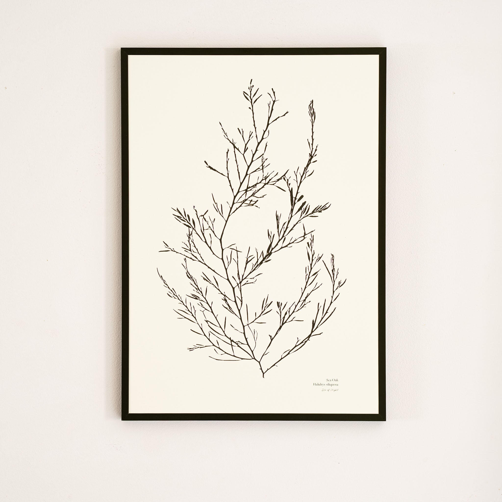 Seaweed Print - Sea Oak