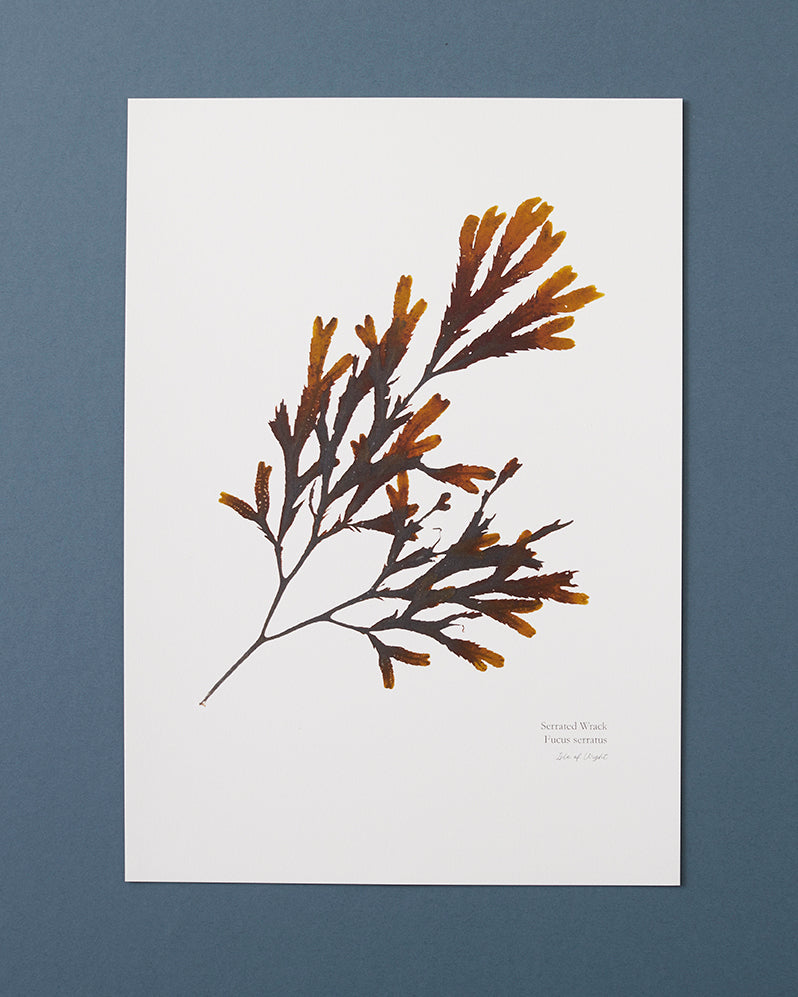 Seaweed Print - Serrated Wrack