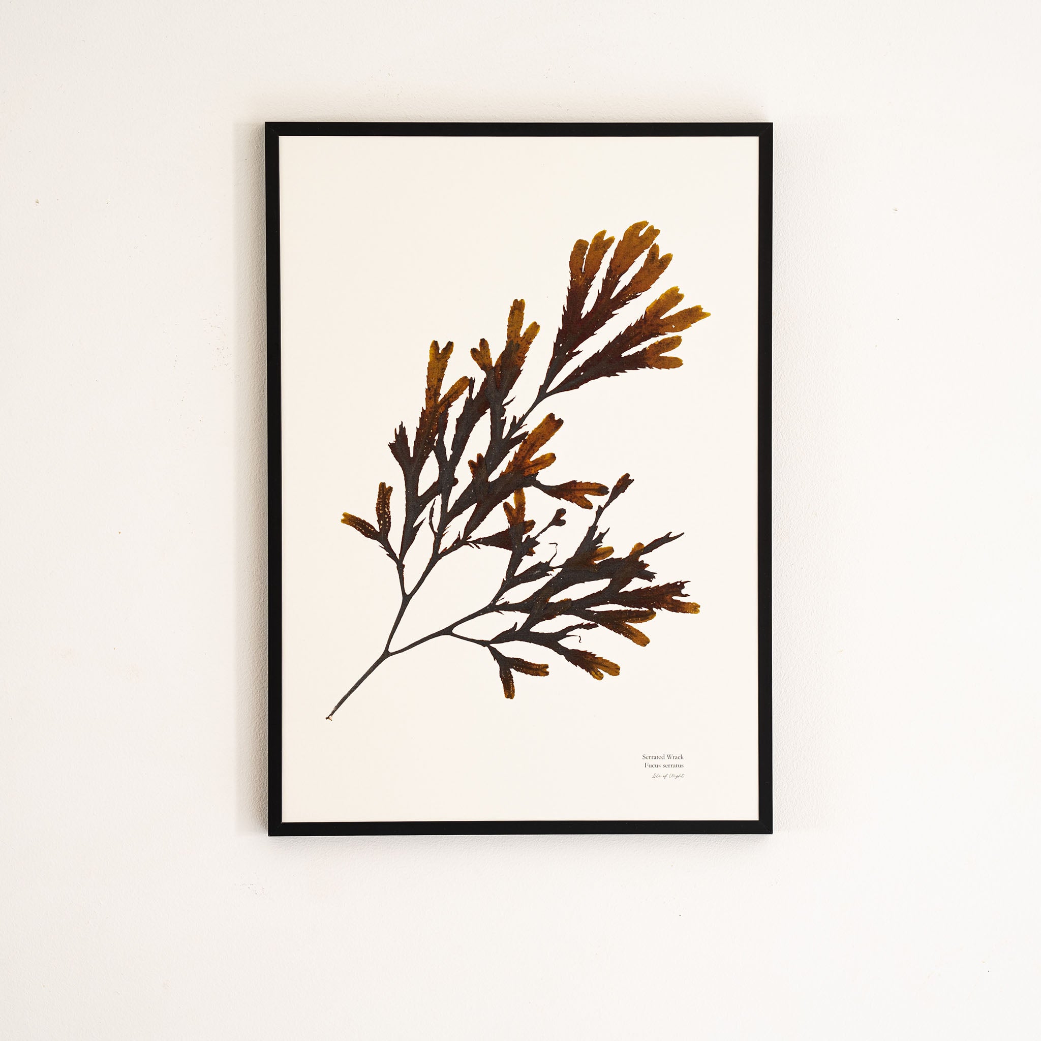 Seaweed Print - Serrated Wrack