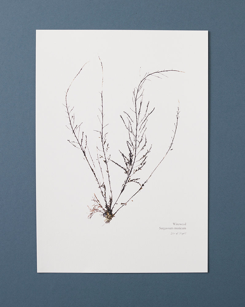 Seaweed Print - Wireweed