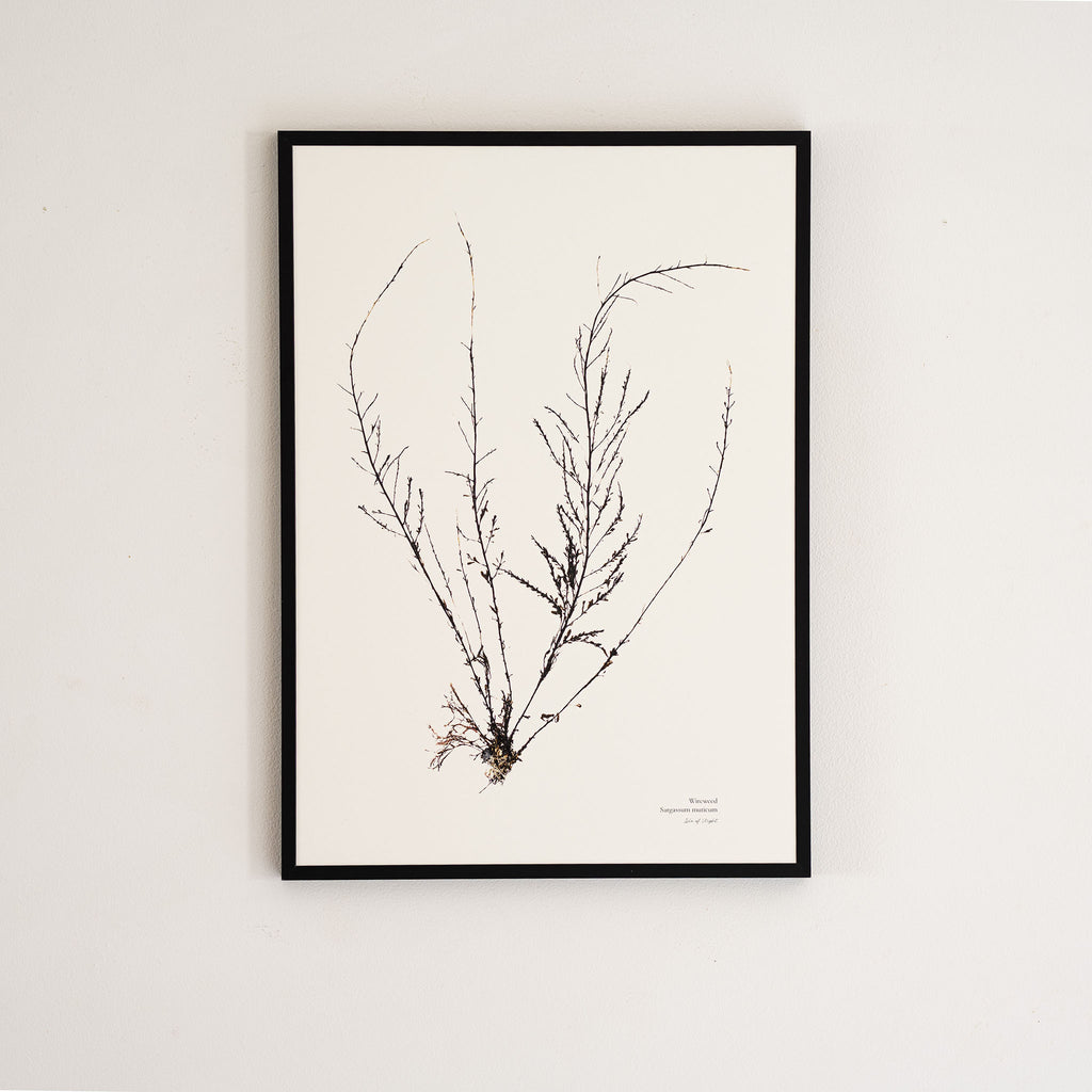 Seaweed Print - Wireweed