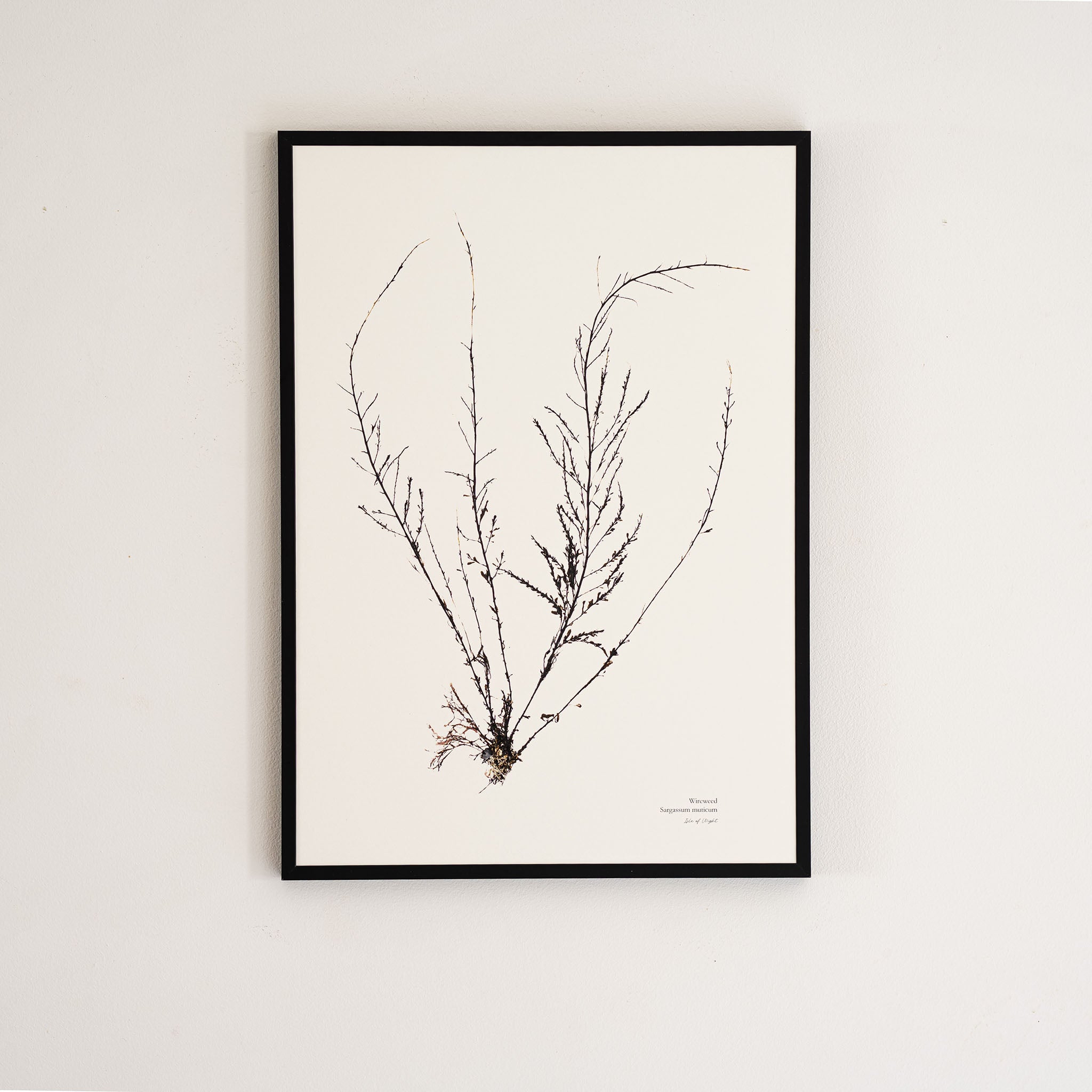 Seaweed Print - Wireweed