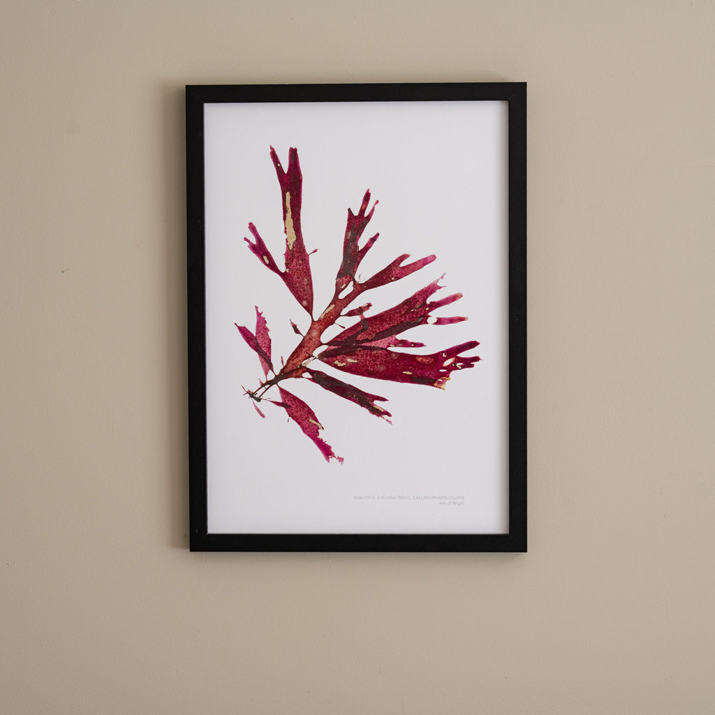 Seaweed Poster - Beautiful Eyelash Weed
