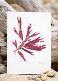 Seaweed Print - Beautiful Eyelash Weed