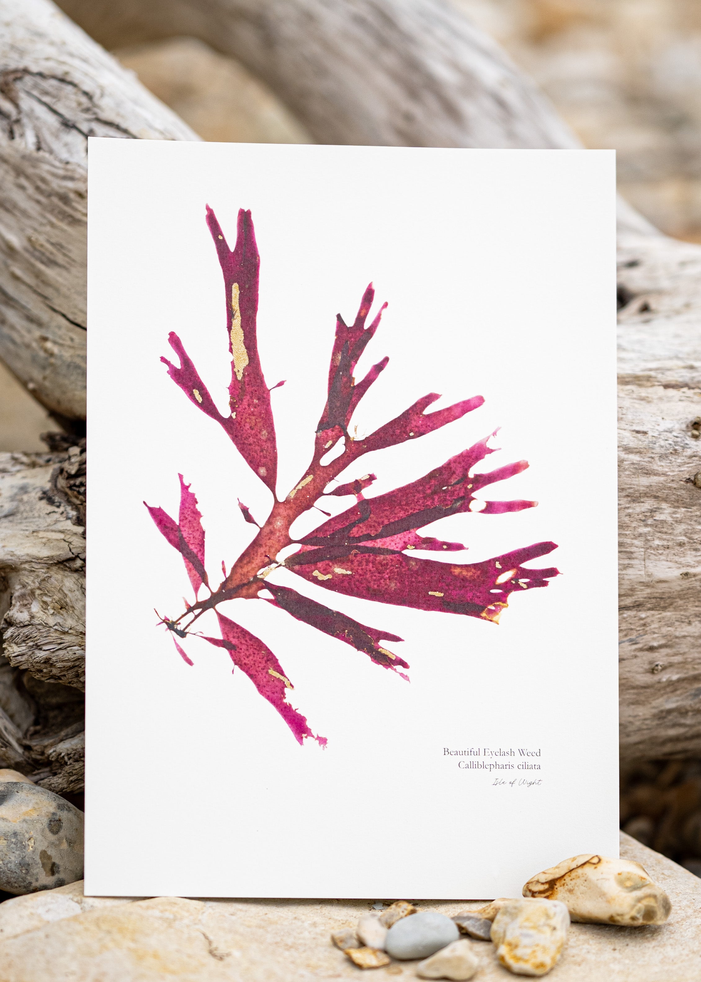 Seaweed Print - Beautiful Eyelash Weed