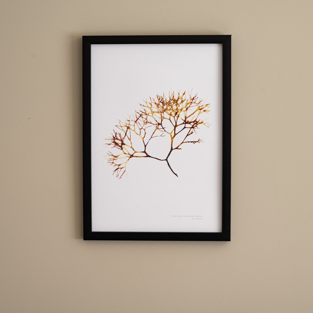 Seaweed Poster - Irish Moss