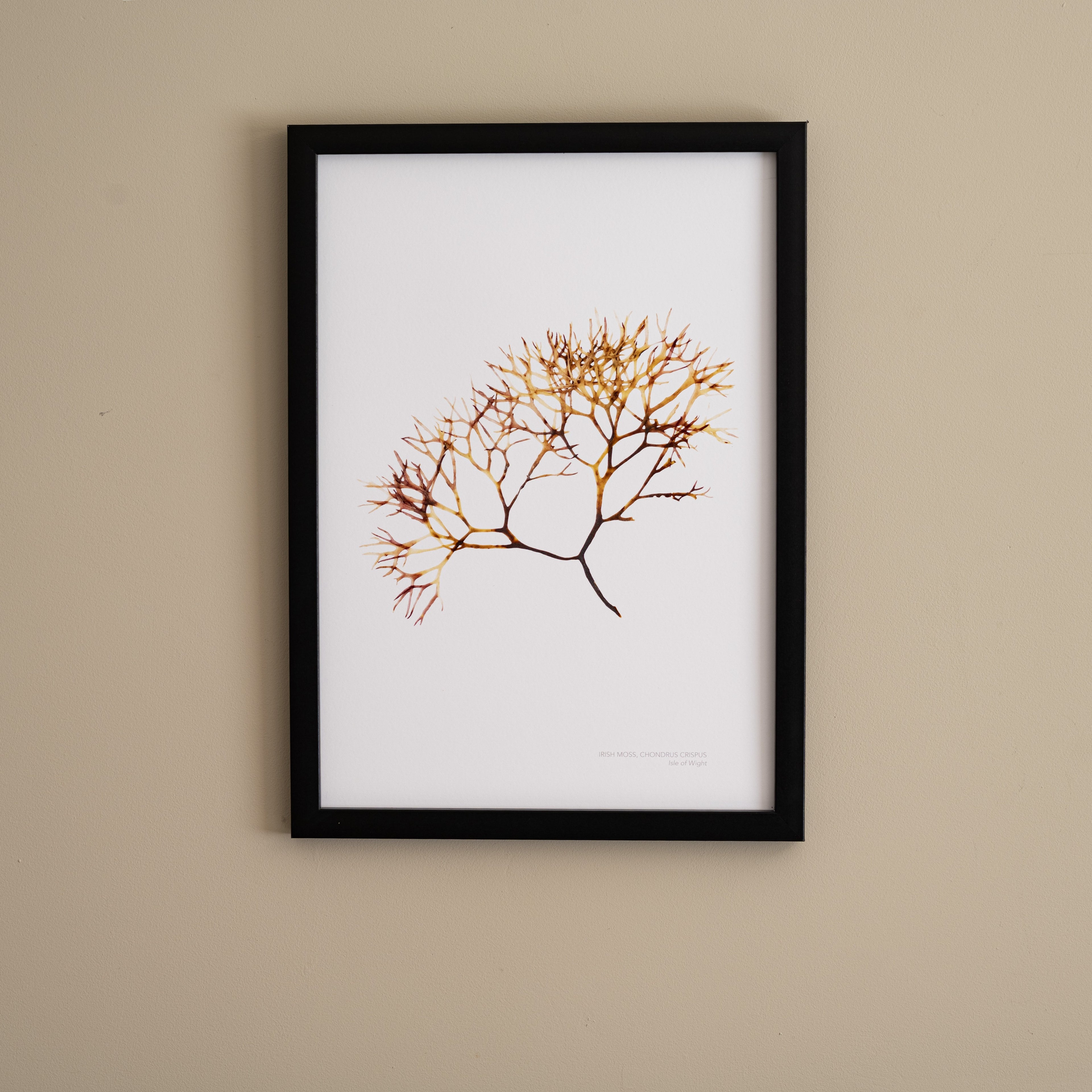 Seaweed Poster - Irish Moss