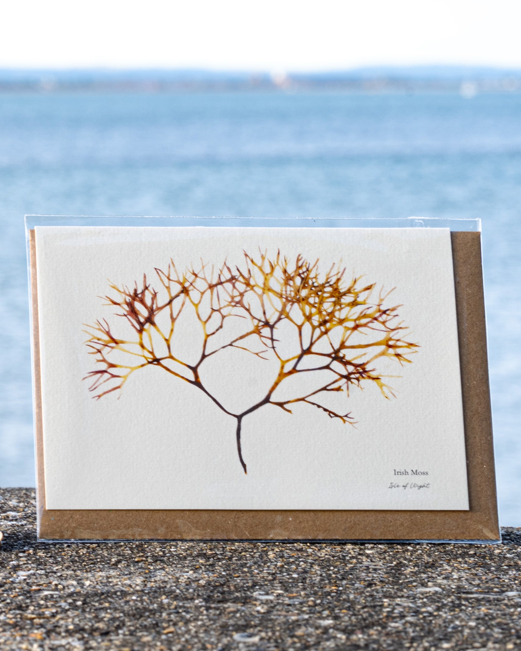 Greeting Card - Irish Moss