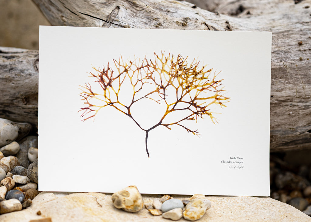 Seaweed Print - Irish Moss