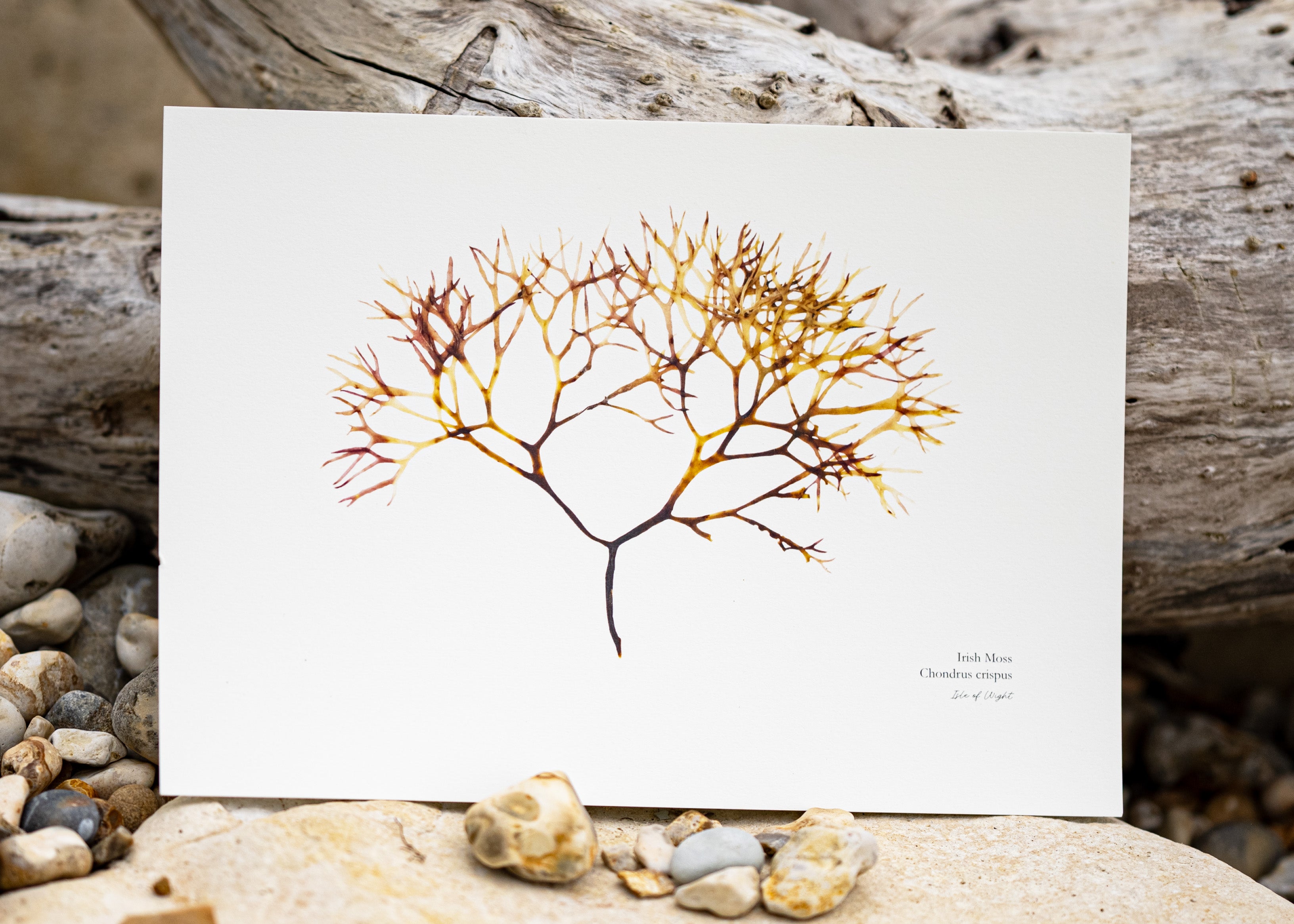 Seaweed Print - Irish Moss
