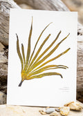 Seaweed Print - Oar Weed