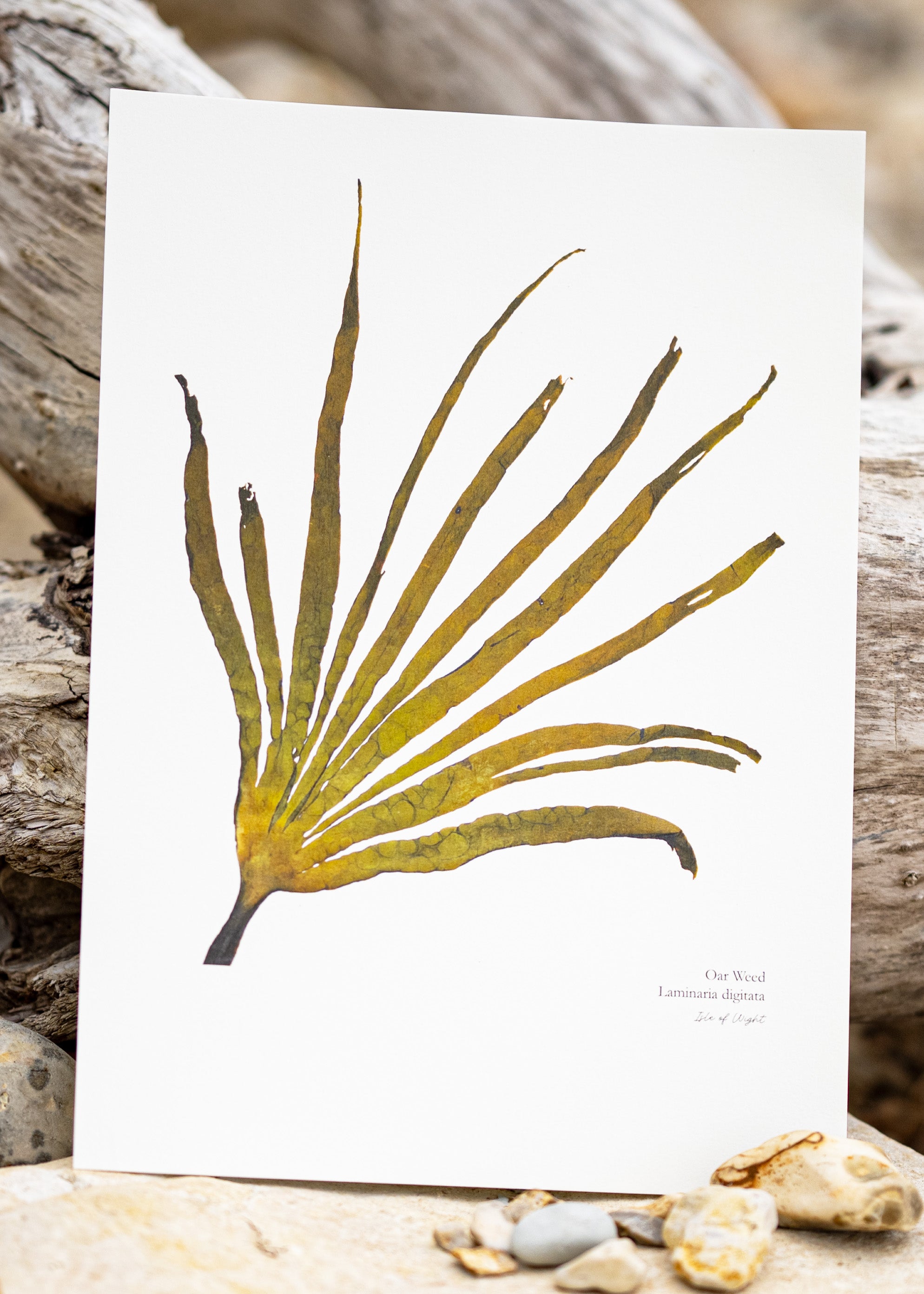 Seaweed Print - Oar Weed