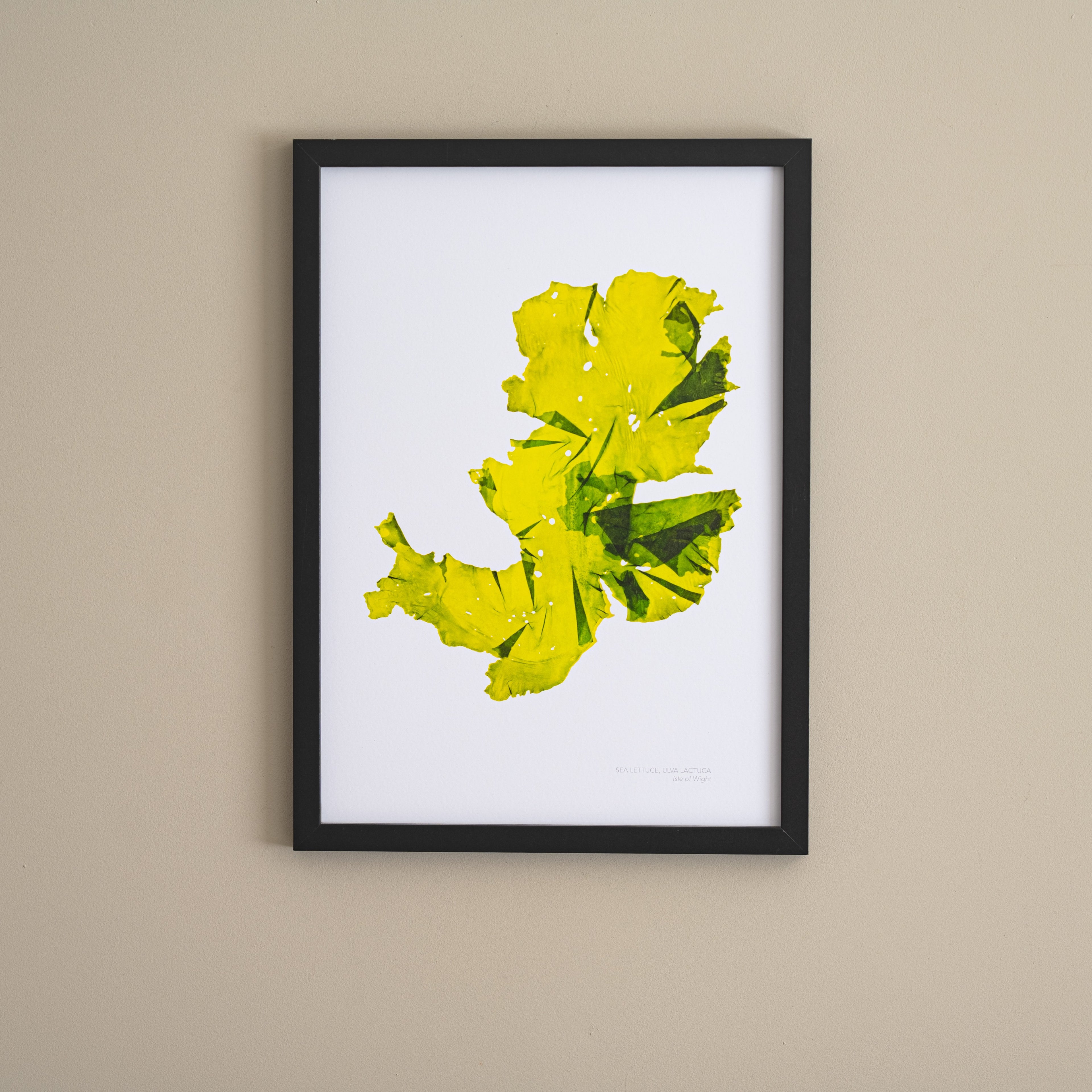 Seaweed Poster - Sea Lettuce