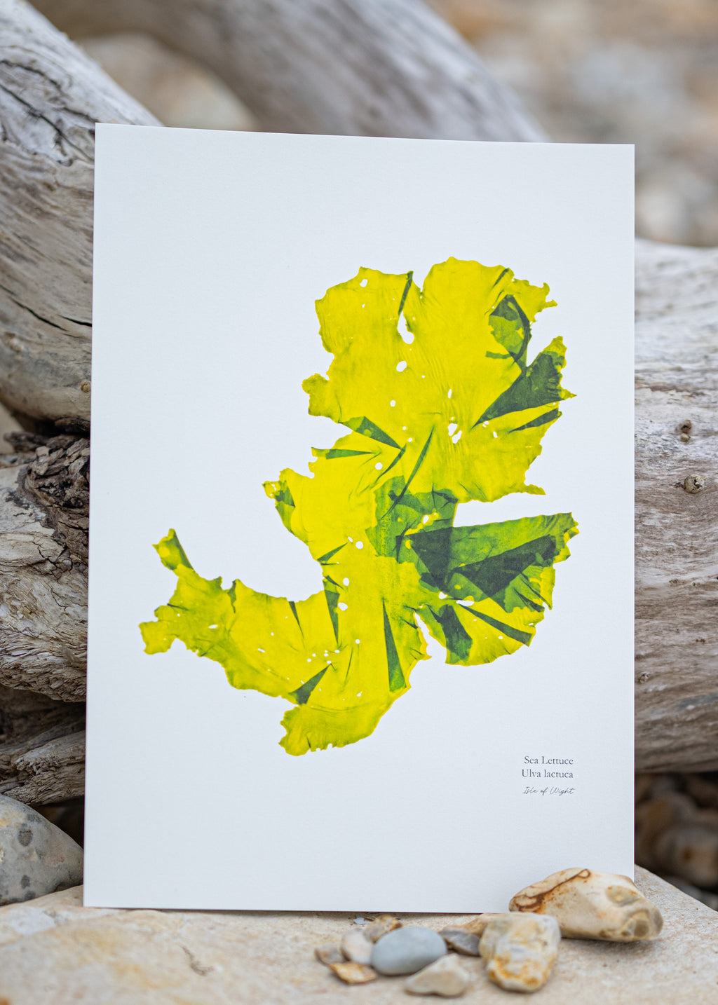 Seaweed Print - Sea Lettuce