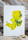 Seaweed Print - Sea Lettuce