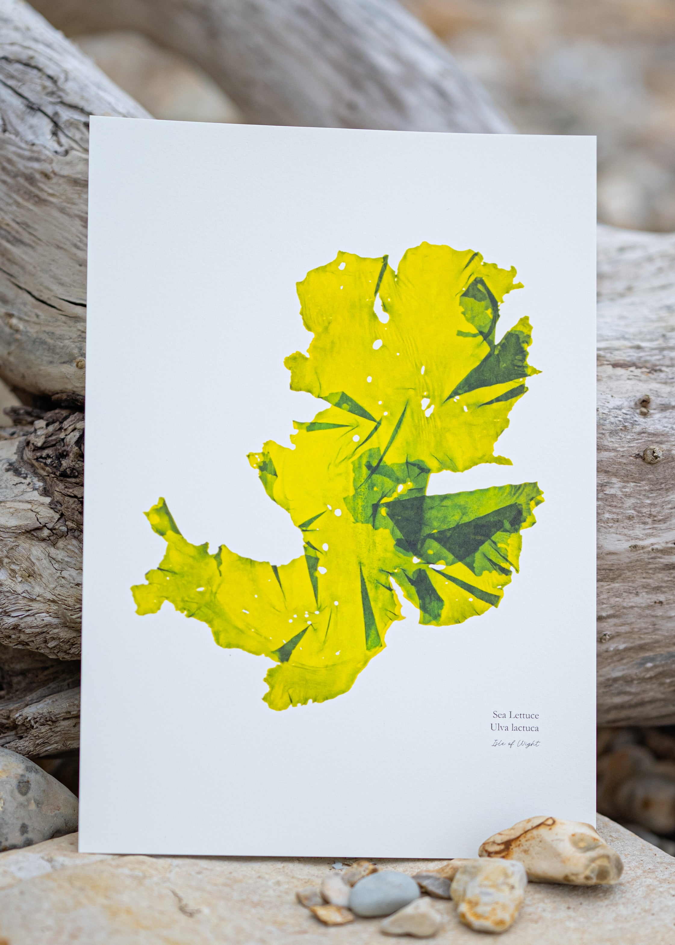Seaweed Print - Sea Lettuce