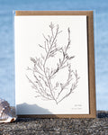 Greeting Card - Sea Oak