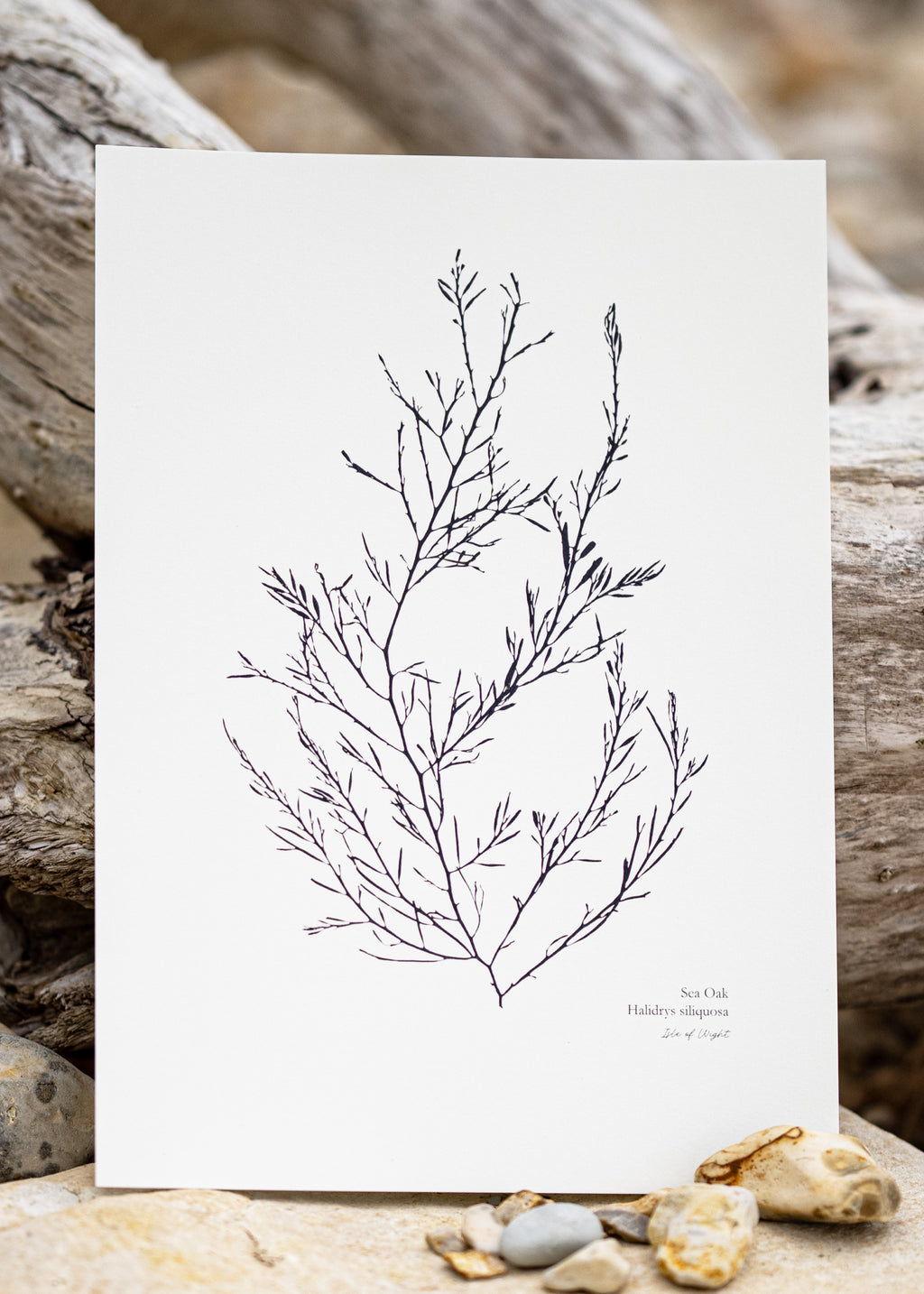 Seaweed Print - Sea Oak