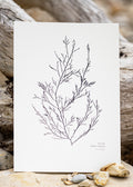 Seaweed Print - Sea Oak
